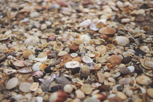 A rich array of seashells scattered along a sandy beach, capturing the natural texture and colors.