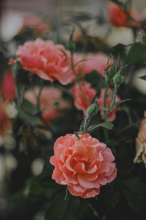 Photograph of Pink Roses in Bloom