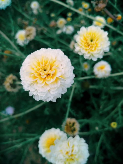 Free A beautiful close-up shot of vibrant yellow and white marigold flowers in full bloom, showcasing nature's beauty. Stock Photo