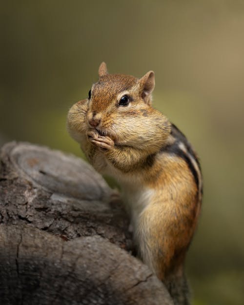 Photo of a Chipmunk Eating on top of a Tree Stump