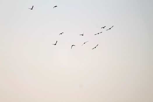 A serene view of birds flying in formation against a clear sky, symbolizing freedom.