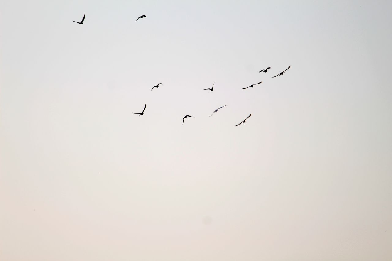 a serene view of birds flying in formation against a clear sky symboli