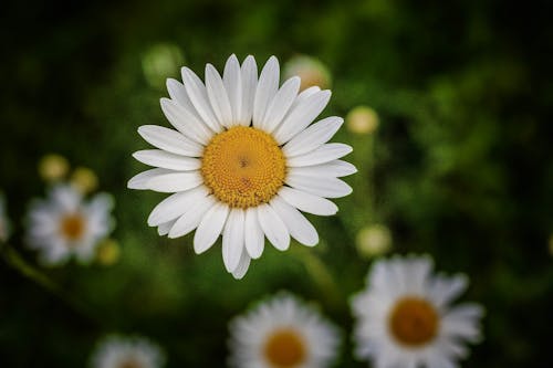 beyaz papatyalar, bitki örtüsü, çiçek arka plan içeren Ücretsiz stok fotoğraf