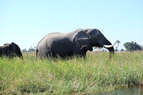 Foto stok gratis gajah afrika