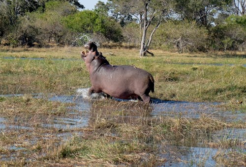 Hippopotamus in Swamp