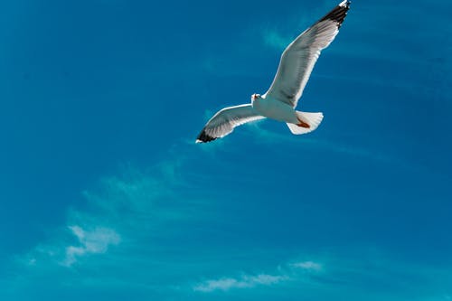 Darmowe zdjęcie z galerii z błękitne niebo, fotografia ptaków, fotografia zwierzęcia