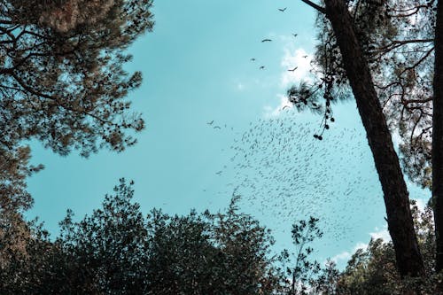 Flock of Birds Over Tree Crowns 