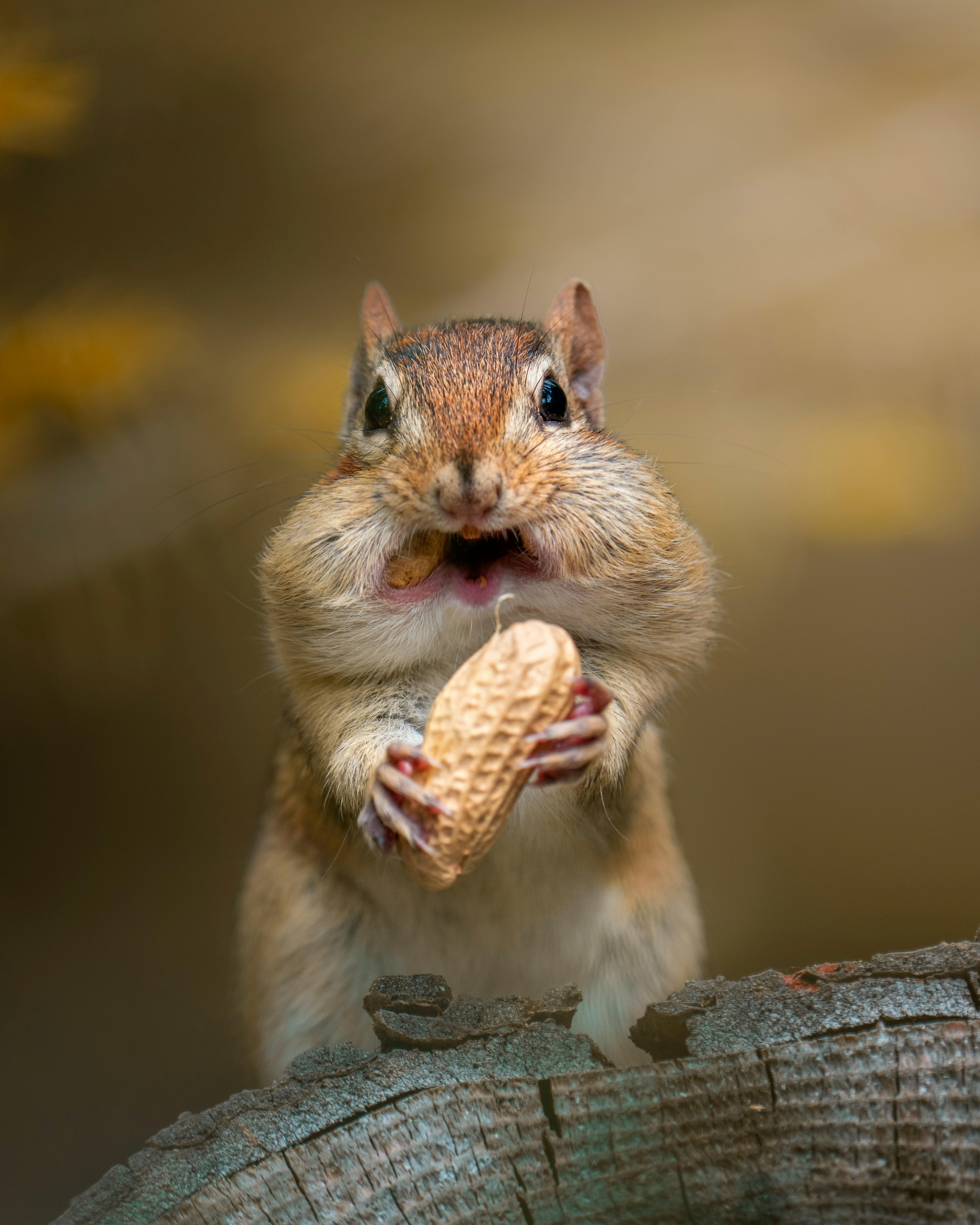 why do chipmunks have big cheeks