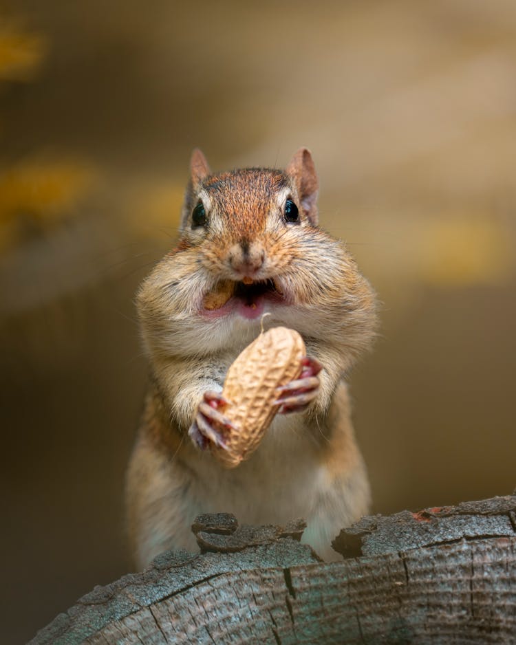 An Adorable Chipmunk With Puffy Cheeks