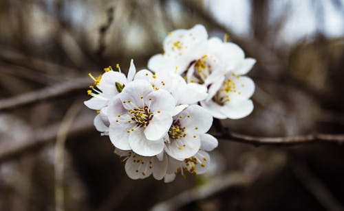 Branch with Blossoms