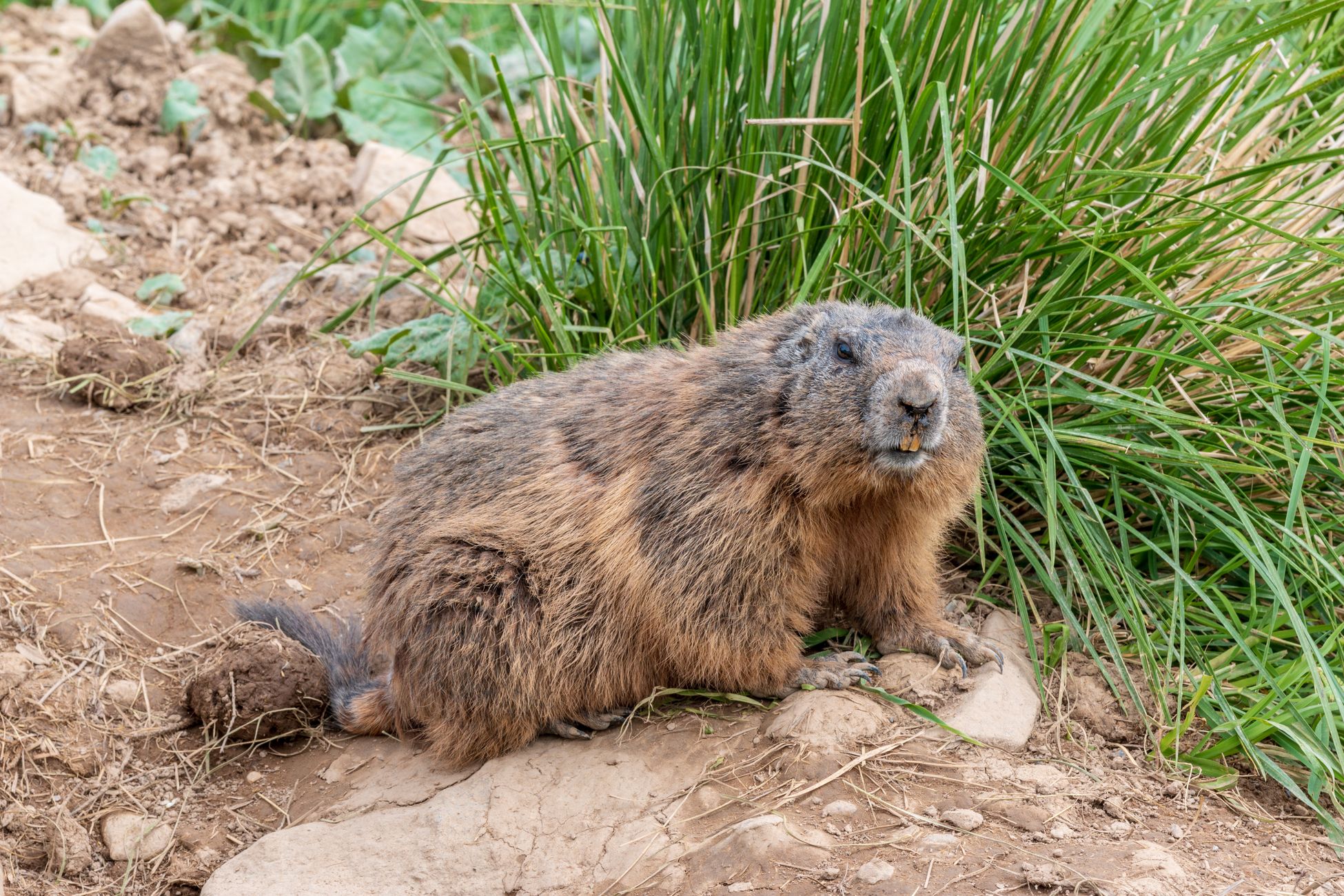Pestuitbraak door marmotten treft jagers-verzamelaars
