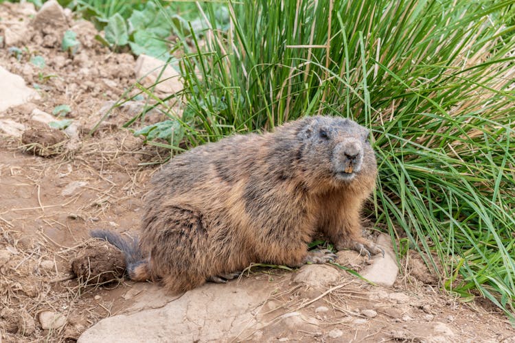 Marmot Animal On The Ground 