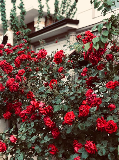 垂直拍攝, 漂亮, 紅玫瑰 的 免費圖庫相片