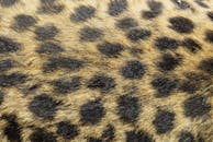 豹纹的特写细节清晰可见，斑点图案与纹理表面十分明显