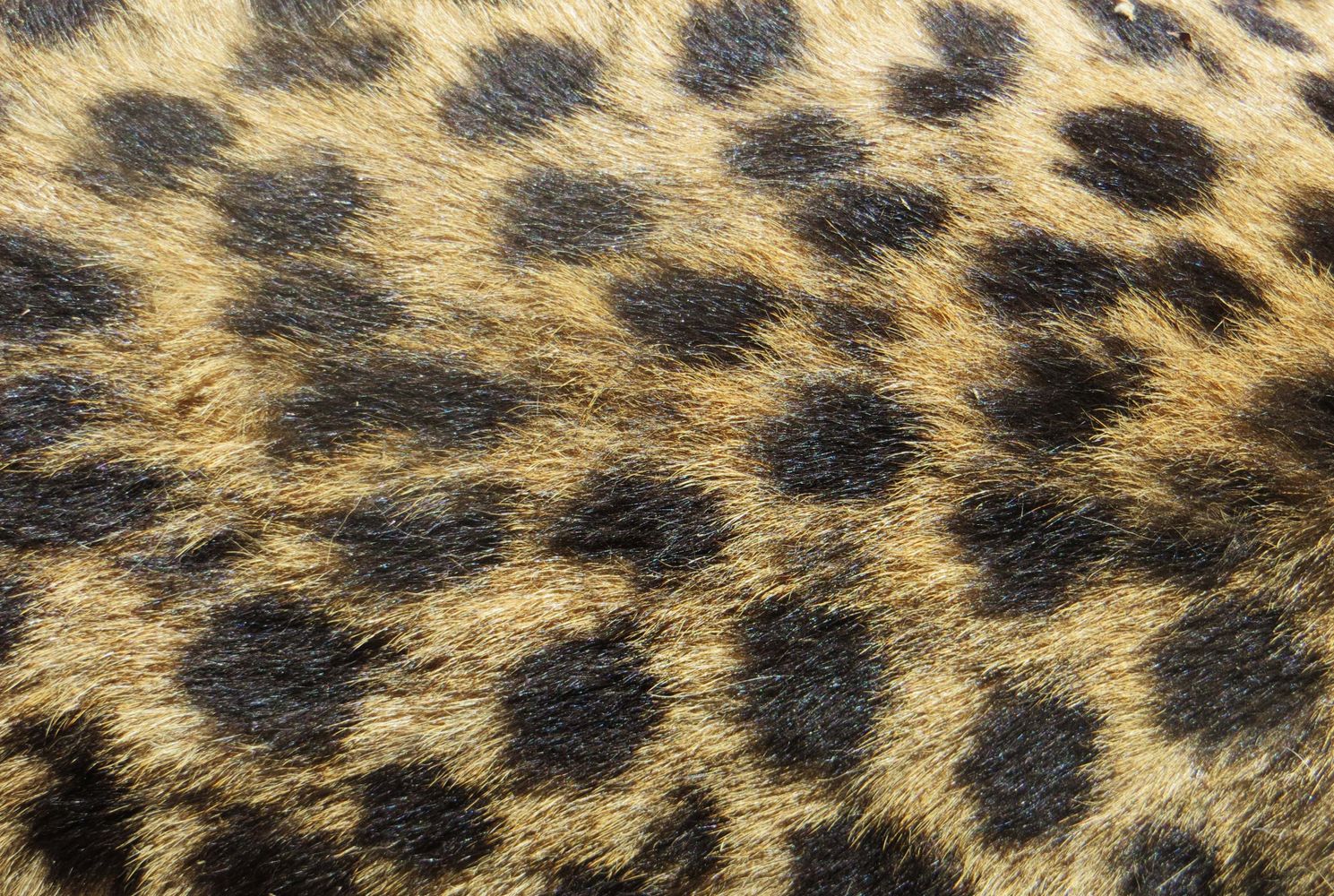 Leopard Background Photos, Download The BEST Free Leopard Background ...