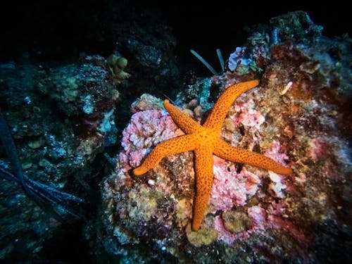 Photos gratuites de aquatique, aventure sous marine, caméra sous marine