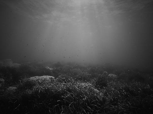 Základová fotografie zdarma na téma mediterranea, moře, mořská biologie