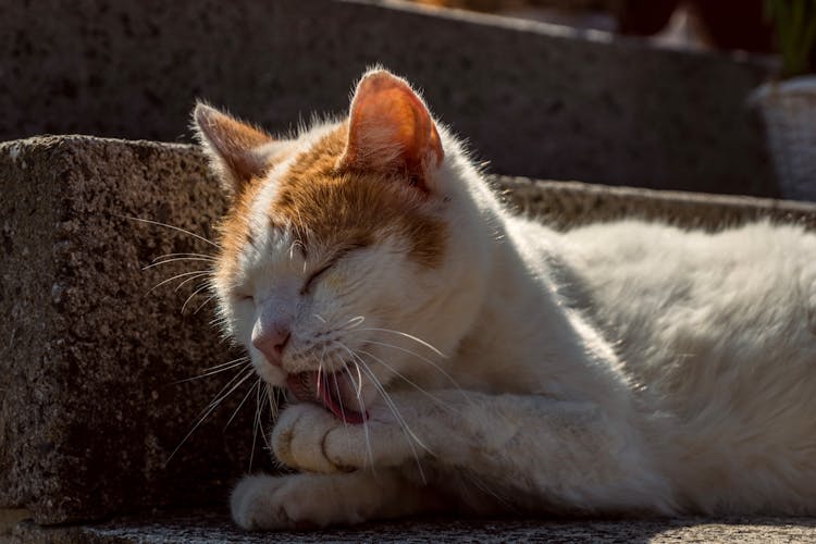 Close-up Shot Of A Cat Licking Her Feet