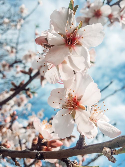 Free Delicate cherry blossoms in full bloom with a clear blue sky background. Stock Photo