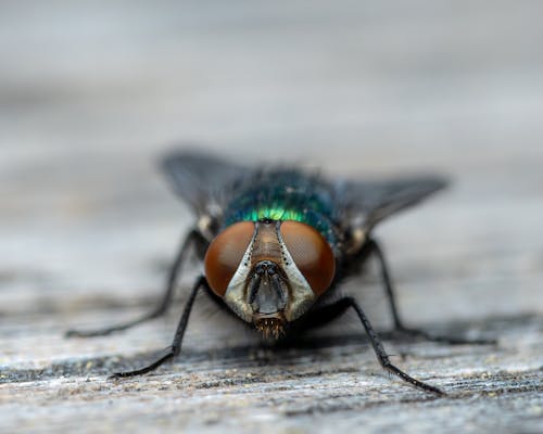 無料 昆虫, 目, 蝿の無料の写真素材 写真素材