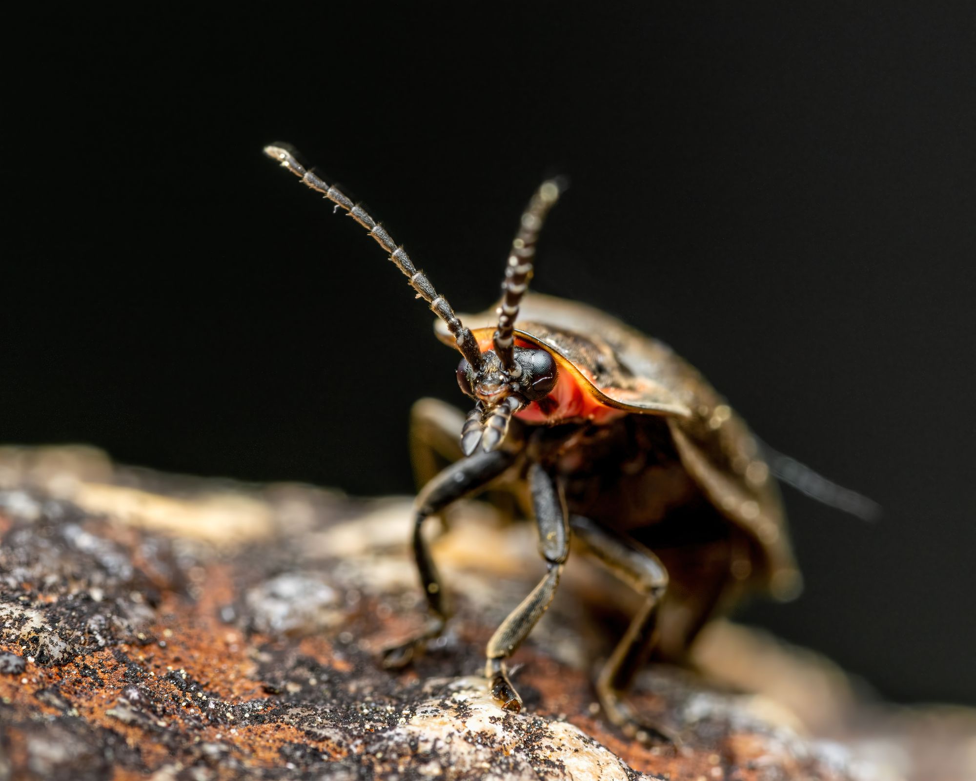 100-Million-Year-Old Beetle Fossil Proves Firefly Glow Evolved Far Earlier