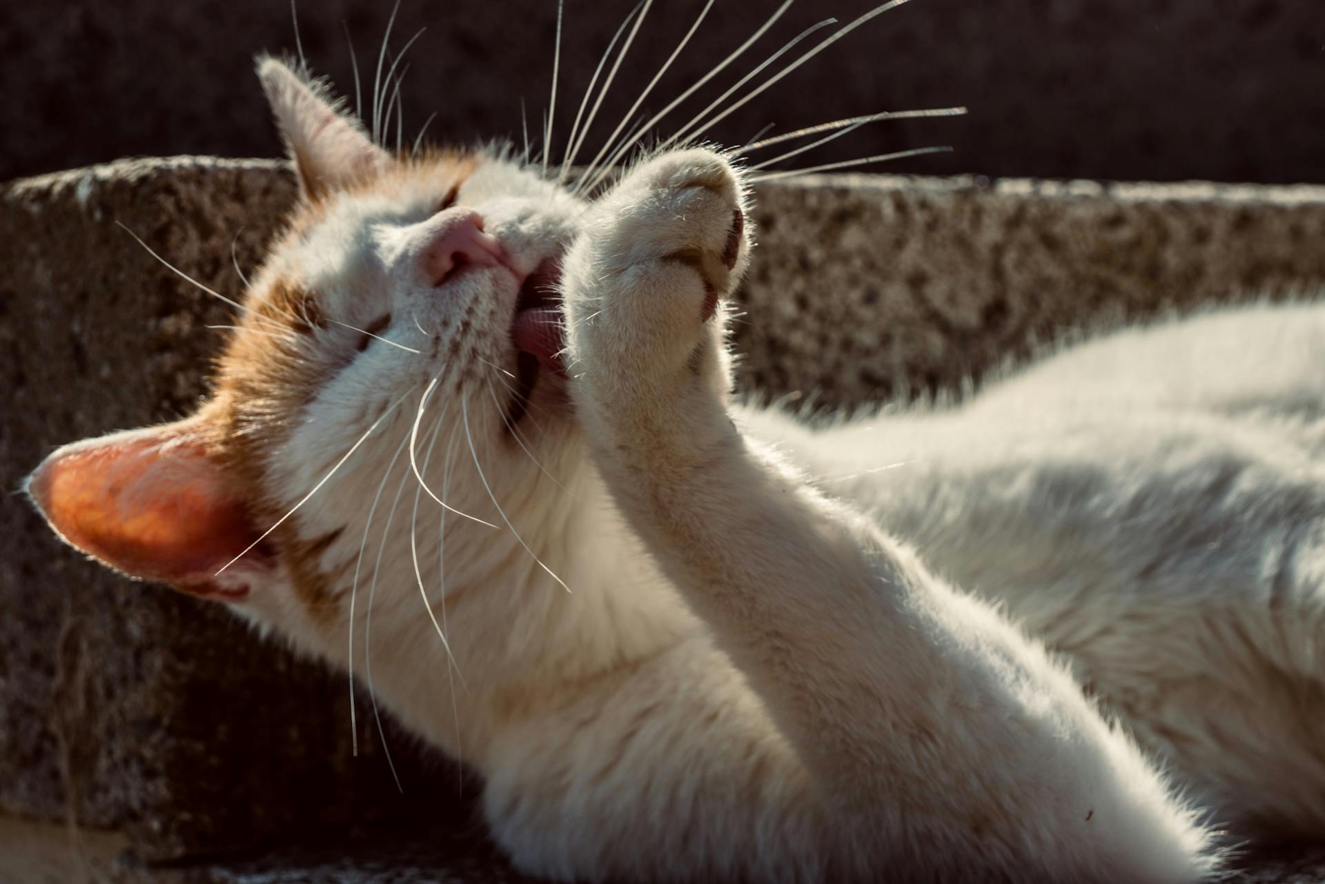 Close-up Shot of a Cat Licking Her Feet