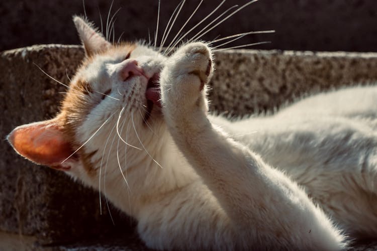 Close-up Shot Of A Cat Licking Her Feet