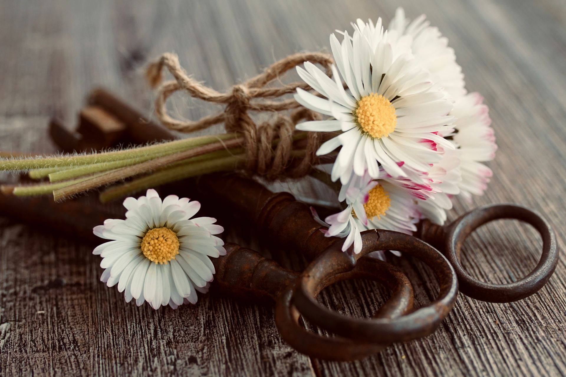 A close-up of daisies and antique keys arranged on a rustic wooden background offers a vintage aesthetic.