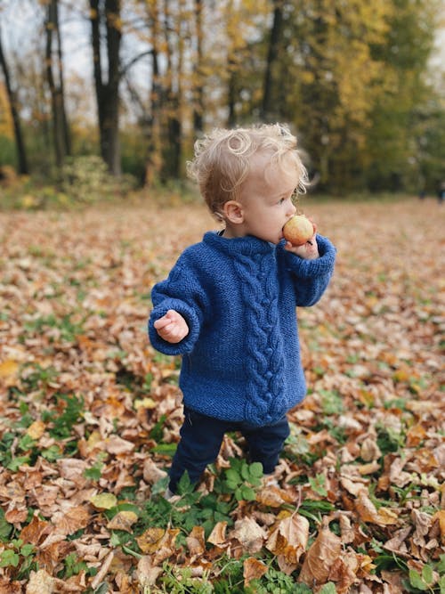 Free A Toddler in Blue Sweater Eating a Fruit Stock Photo