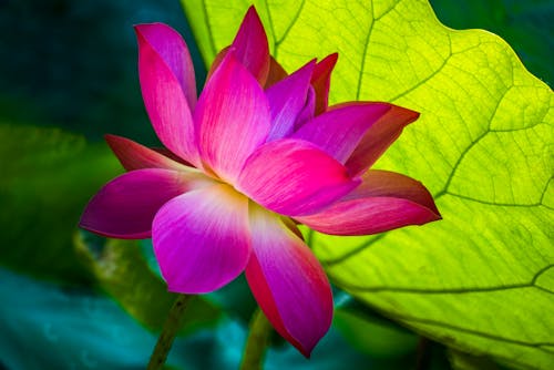 Gratis lagerfoto af blomsterfotografering, flora, lotus blomst Lagerfoto