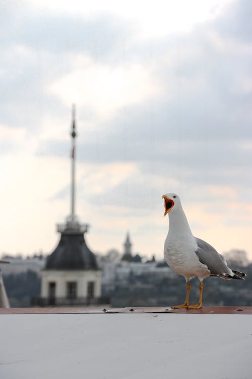 Kostenloses Stock Foto zu kreischend, möwe, tier