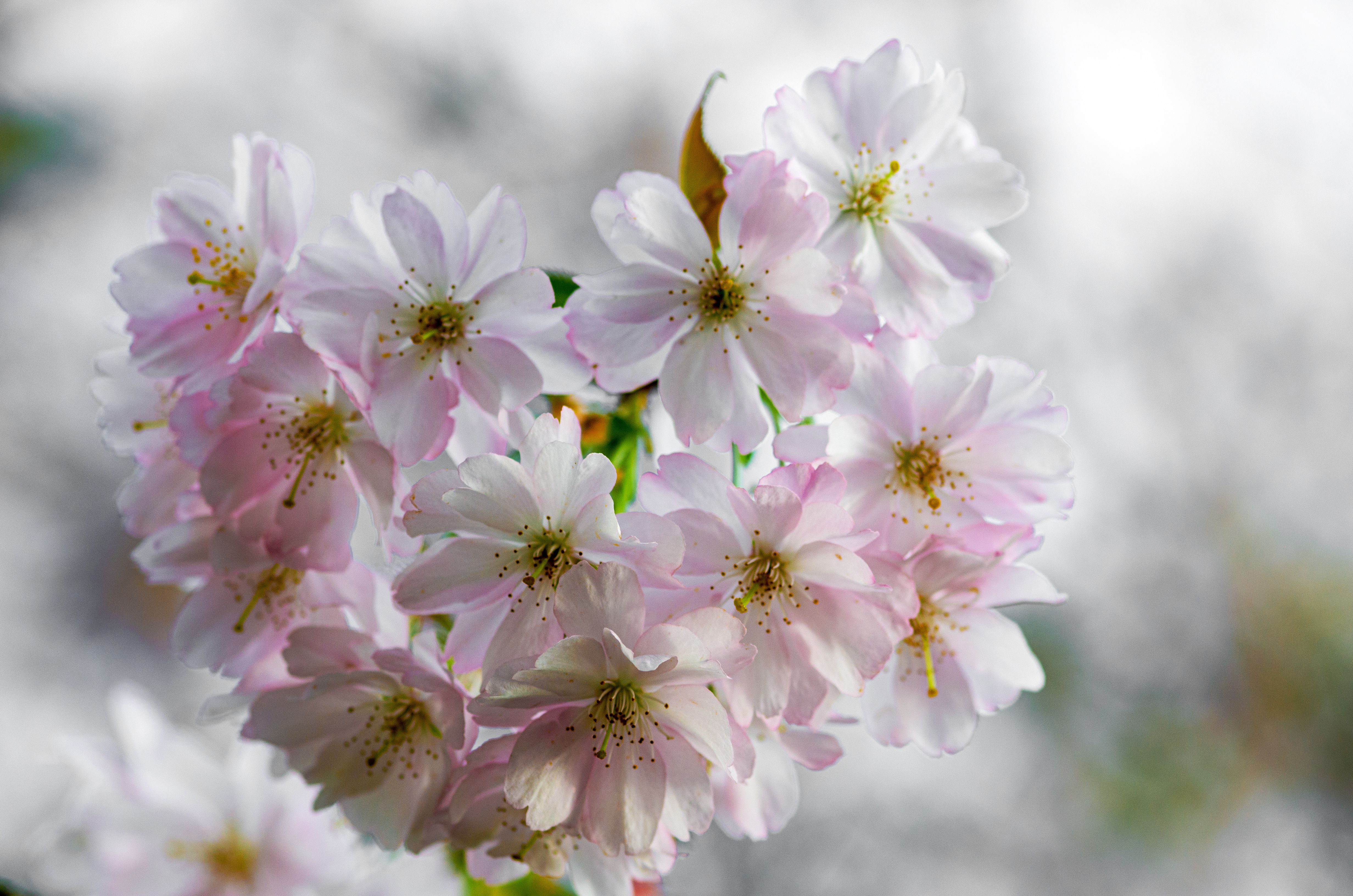 White and Pink Cherry Blossom Flowers in Close-up Photography · Free ...