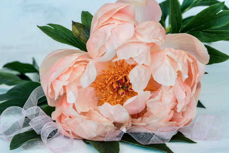 pink peony bouquet delivery Romania