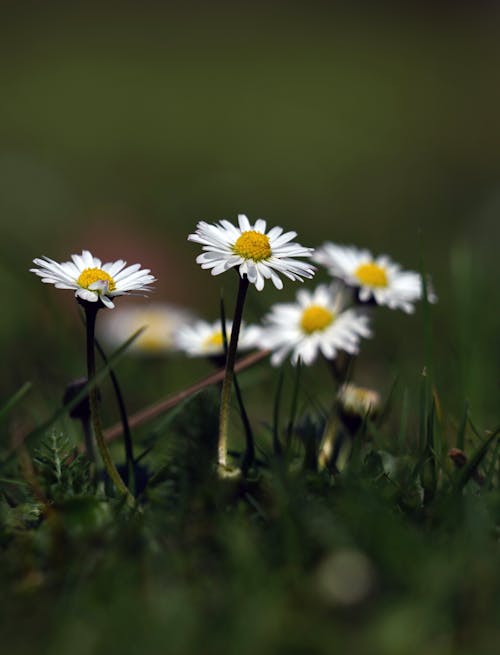 White Daisy Flowers on Green Plant
