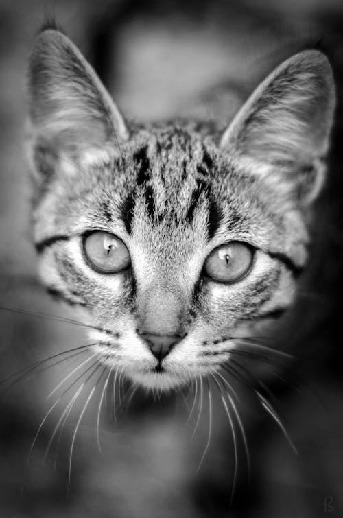 A Monochrome Photography of a Cat Face