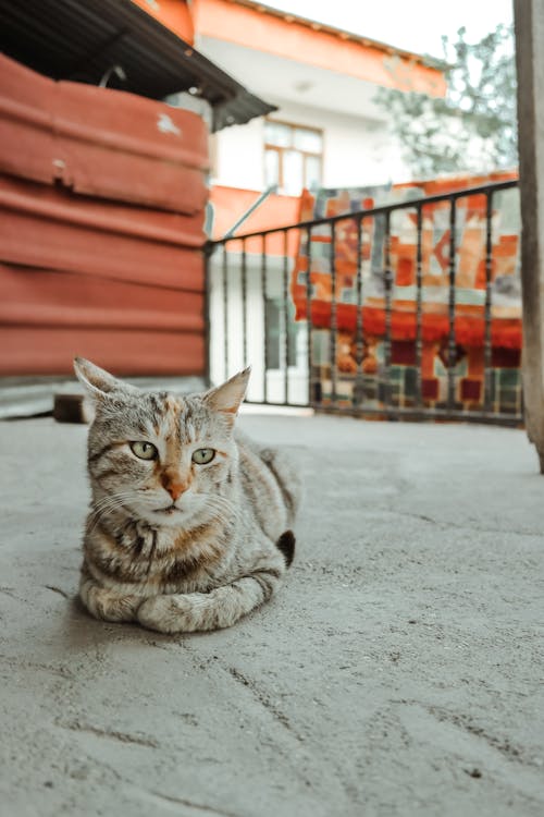 Základová fotografie zdarma na téma dívání, domácí mazlíček, kočka