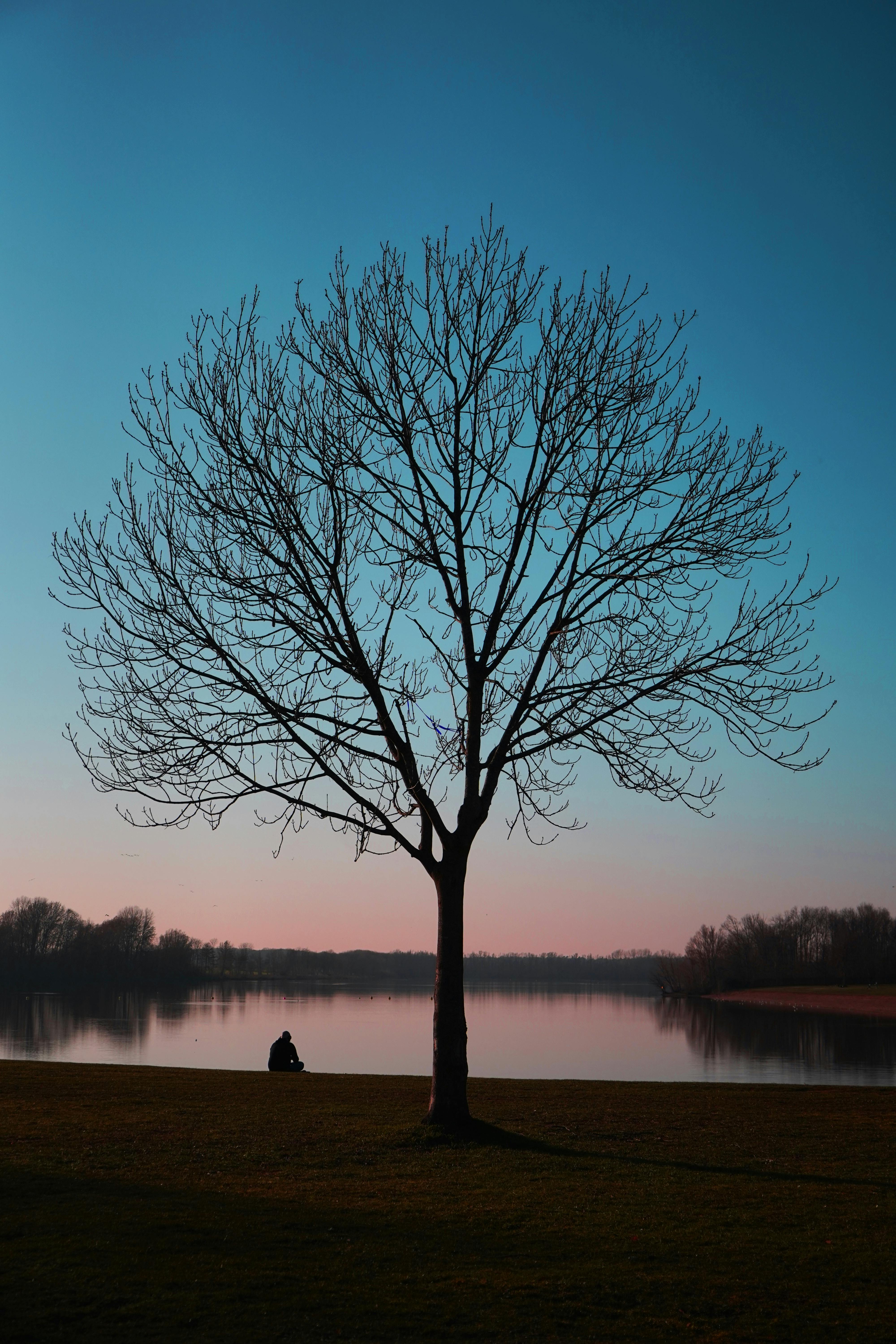 A peaceful scene with a leafless tree and person by a lake during dusk in Germany.