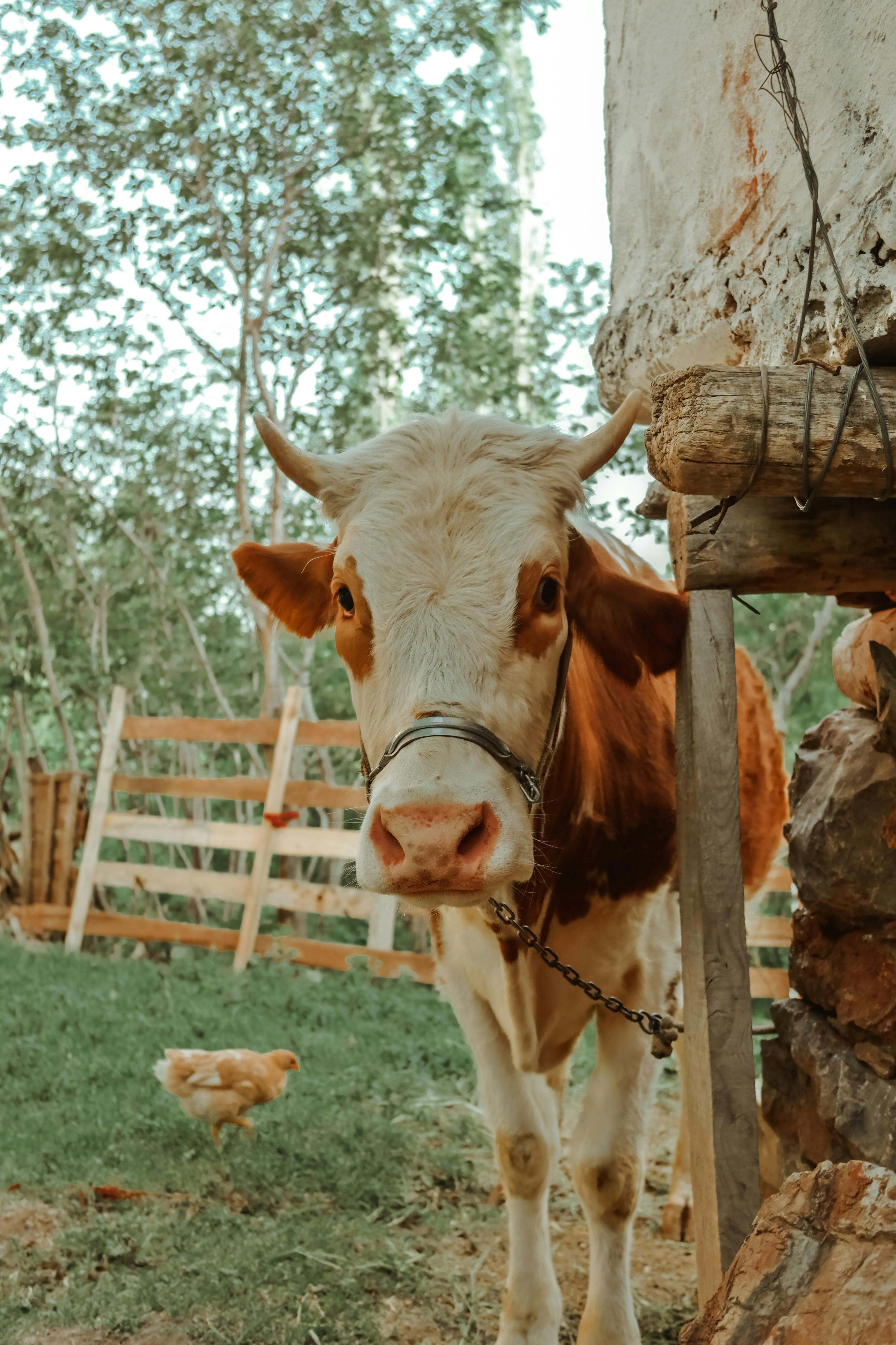 grátis Foto profissional grátis de agricultura, ambiente natural, ambiente rural Foto profissional