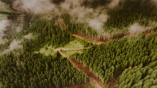 Free Drone view of narrow curvy roadway going through lush green forest of hill slope on cloudy day Stock Photo