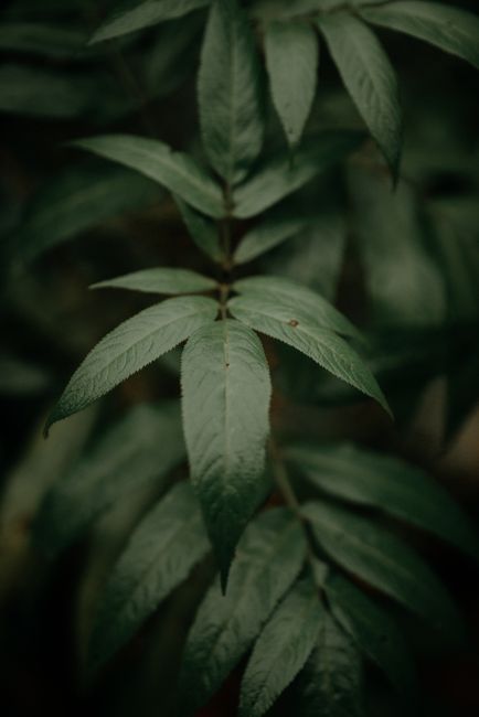 Closeup of dark verdant leaves of plant with veins and spiky edges growing against each other