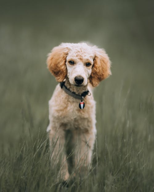 A Dog Standing on the Grass