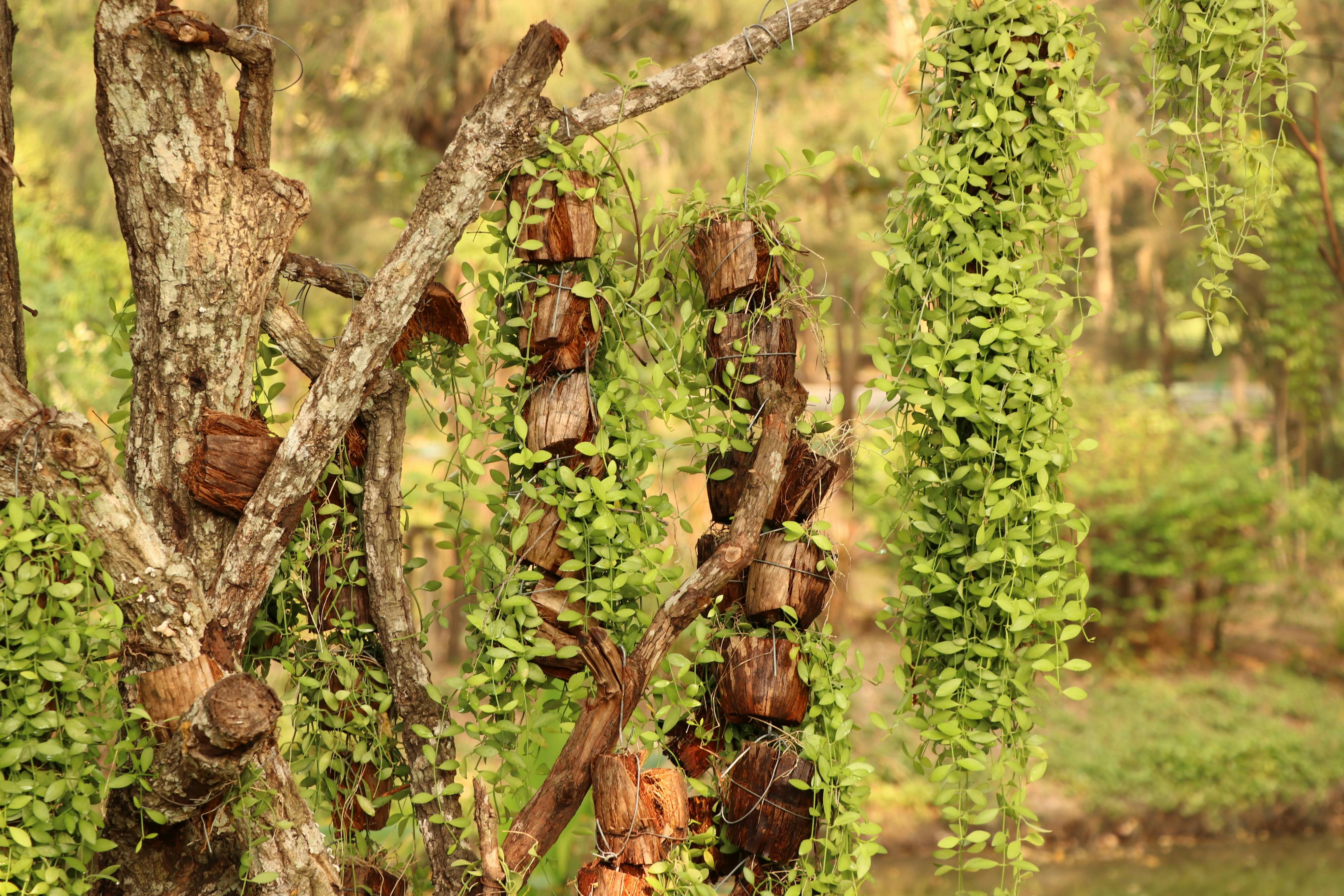 Free Stock Photo Of Ae C C