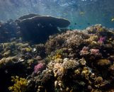 Brown Coral Reef Under Blue Sky