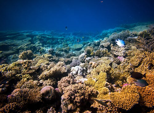 Foto profissional grátis de água salgada, aquático, corais