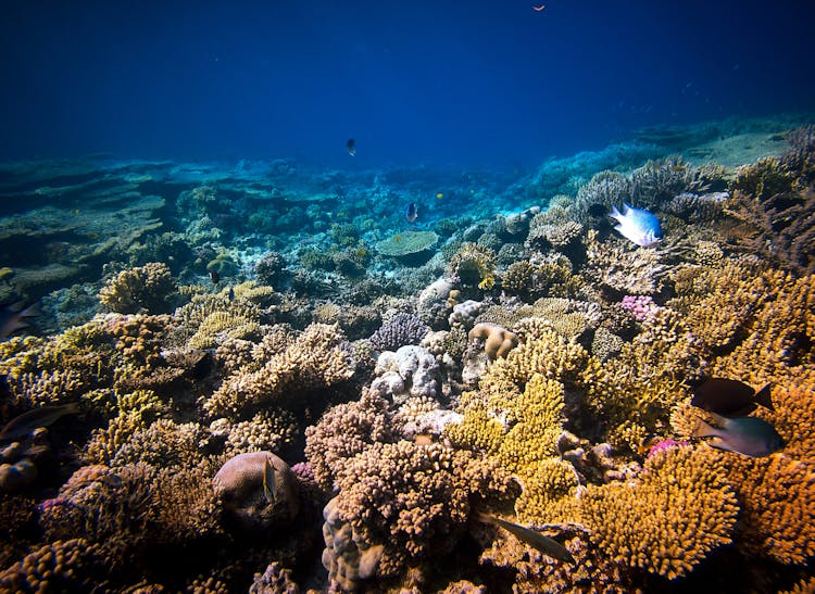 An Underwater Photography Of Fishes On Coral Reefs