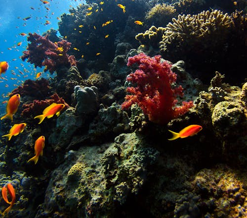 Základová fotografie zdarma na téma korál, korálový útes, oceán moře