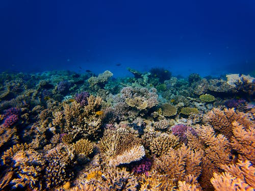 Free Underwater Photography of Coral Reef Stock Photo