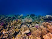 Brown Coral Reef Under Water