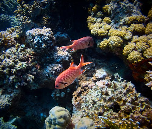 Безкоштовне стокове фото на тему «sous l eau, корал, кораловий риф»