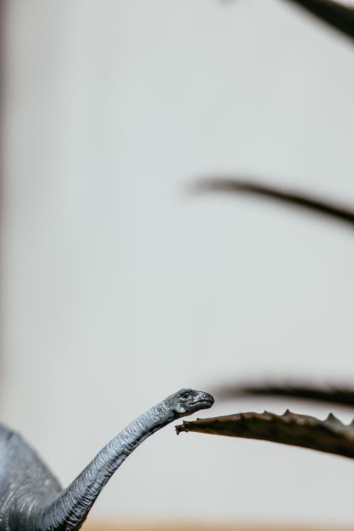 Základová fotografie zdarma na téma bílé pozadí, dinosaurus, hloubka ostrosti